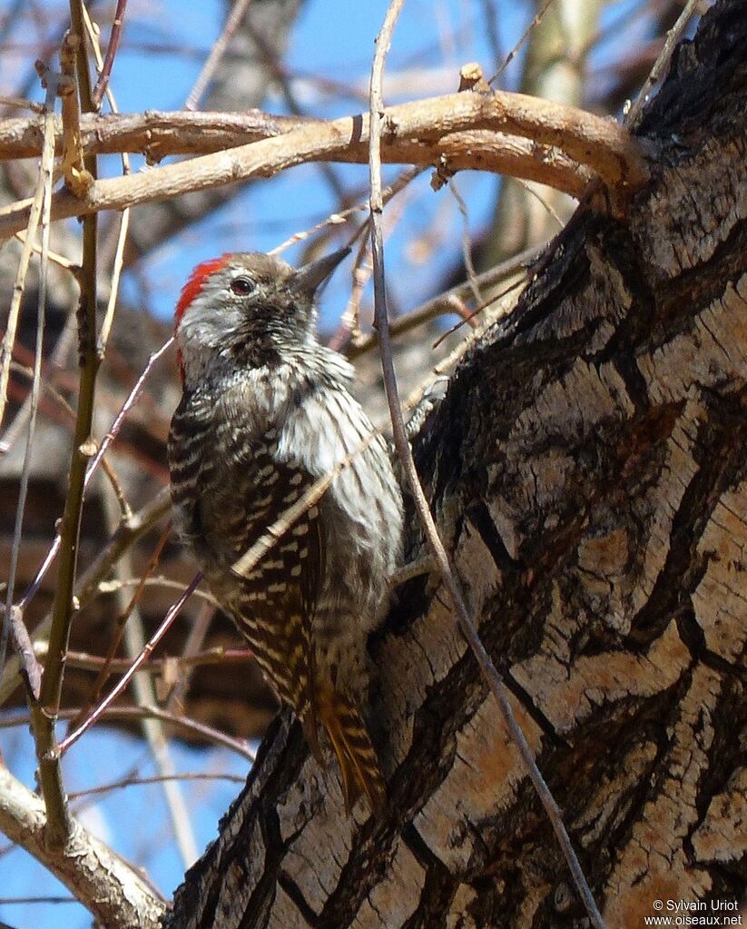 Cardinal Woodpecker