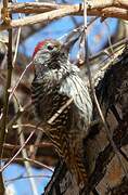 Cardinal Woodpecker