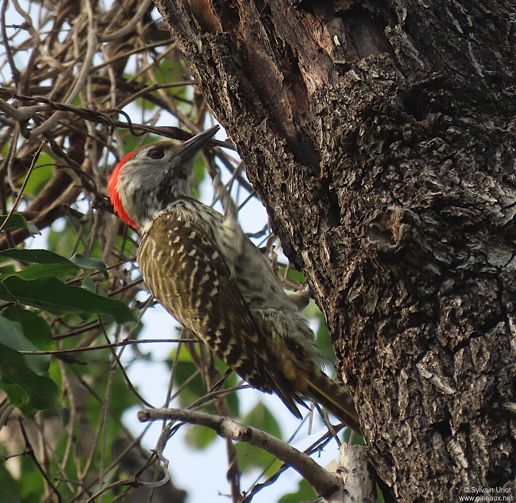 Cardinal Woodpecker male adult