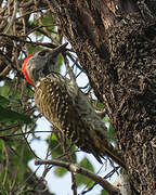 Cardinal Woodpecker