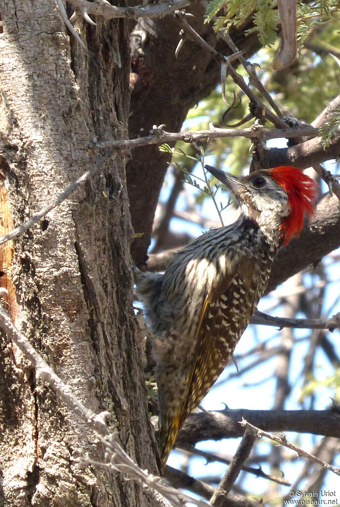 Bennett's Woodpecker female adult