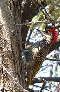 Bennett's Woodpecker