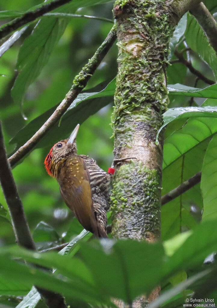 Golden-collared Woodpecker male adult