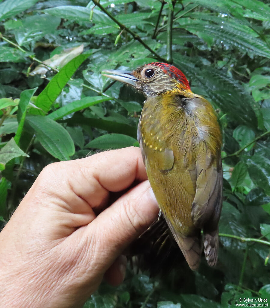 Golden-collared Woodpecker male adult
