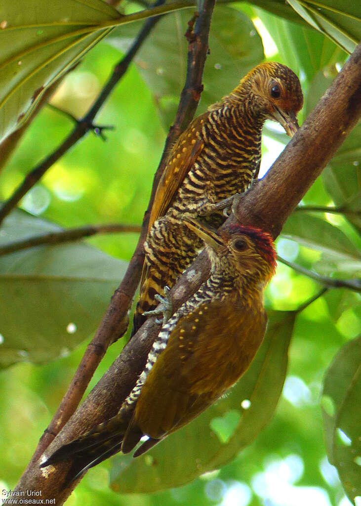 Golden-collared Woodpeckeradult, eats