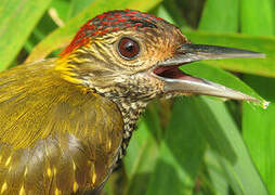 Golden-collared Woodpecker