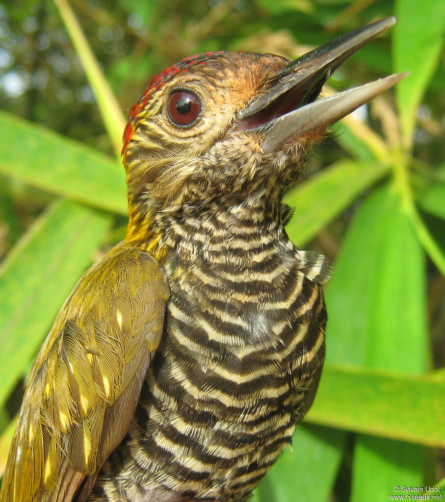 Golden-collared Woodpecker male adult