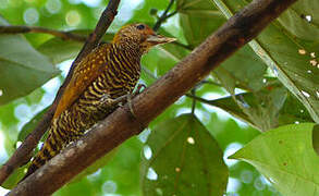 Golden-collared Woodpecker