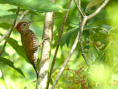 Golden-collared Woodpecker