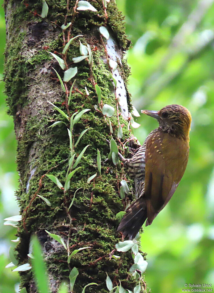 Golden-collared Woodpecker female adult