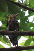 Golden-collared Woodpecker