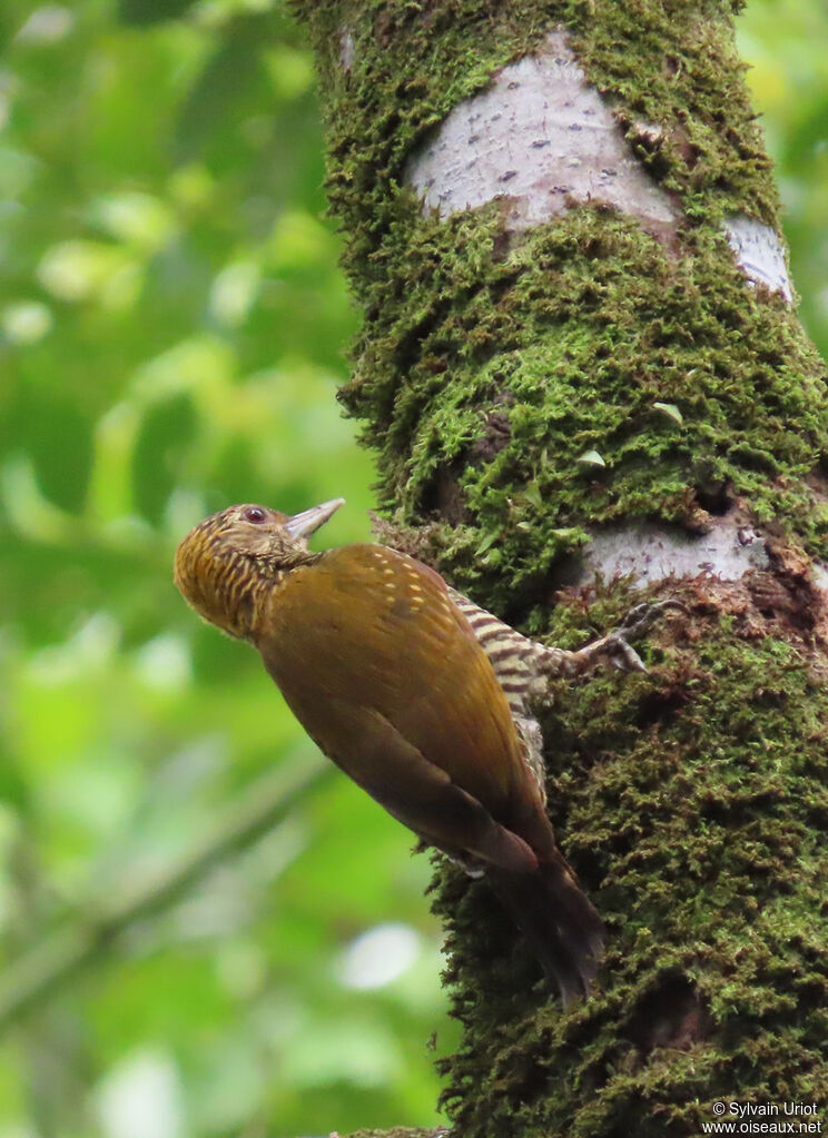 Golden-collared Woodpecker female adult