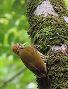 Golden-collared Woodpecker