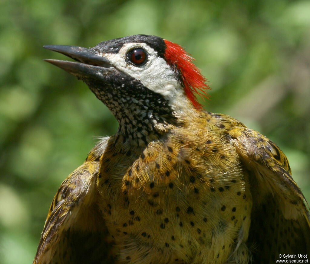 Spot-breasted Woodpecker female adult