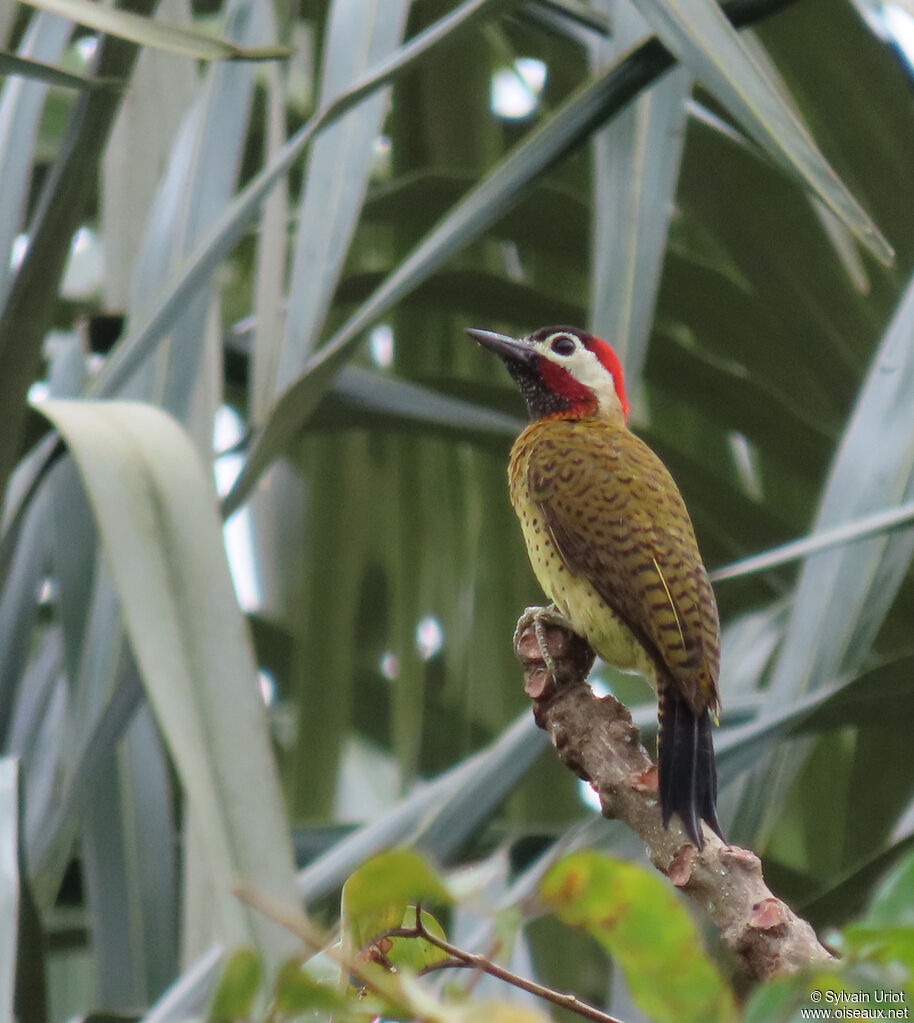 Spot-breasted Woodpecker male adult