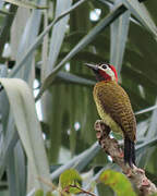 Spot-breasted Woodpecker