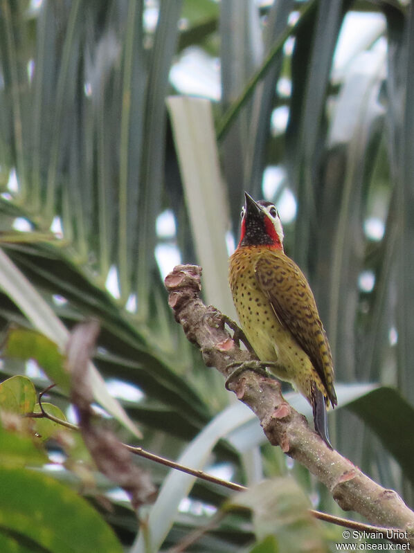 Spot-breasted Woodpecker male adult