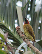 Spot-breasted Woodpecker