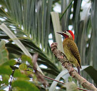 Spot-breasted Woodpecker