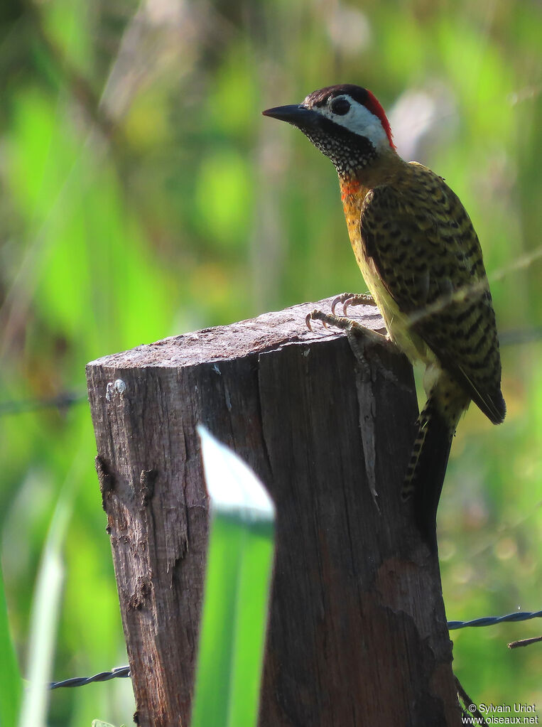 Spot-breasted Woodpecker female adult