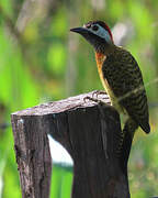 Spot-breasted Woodpecker