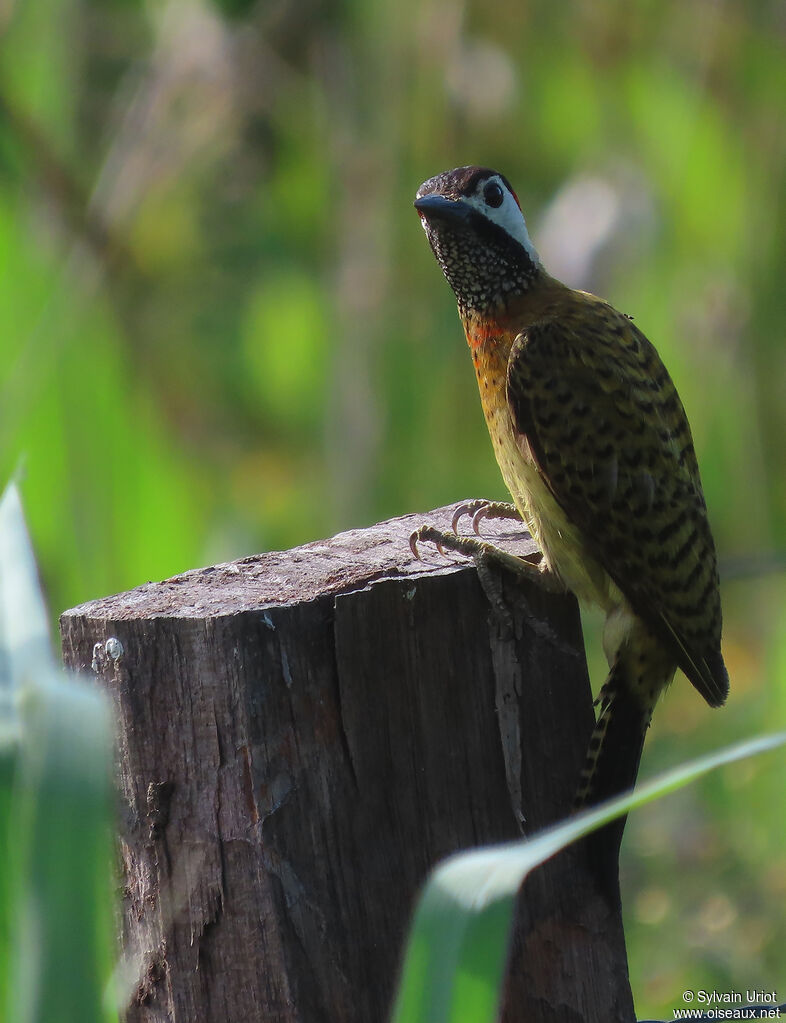 Spot-breasted Woodpecker female adult