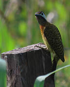 Spot-breasted Woodpecker