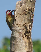 Spot-breasted Woodpecker