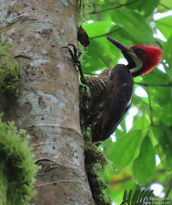 Guayaquil Woodpecker female adult
