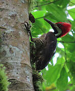 Guayaquil Woodpecker