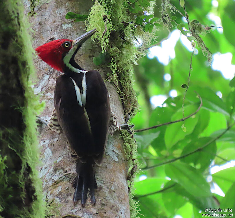 Guayaquil Woodpecker female adult