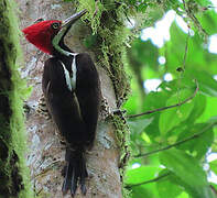 Guayaquil Woodpecker