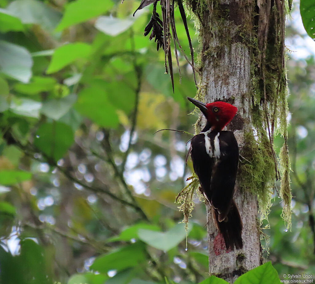 Guayaquil Woodpecker male adult