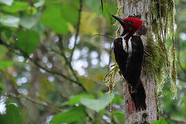 Guayaquil Woodpecker