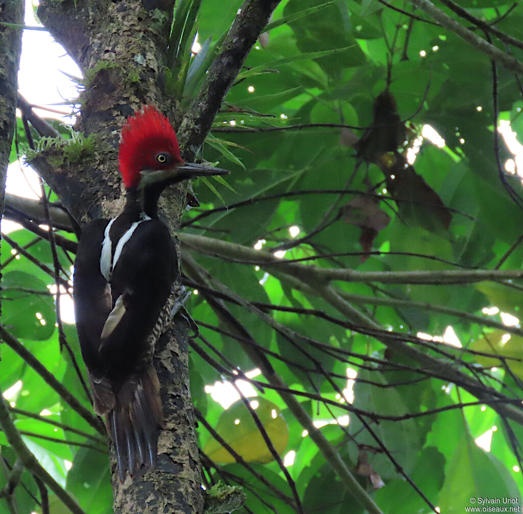 Guayaquil Woodpecker female adult