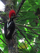 Guayaquil Woodpecker