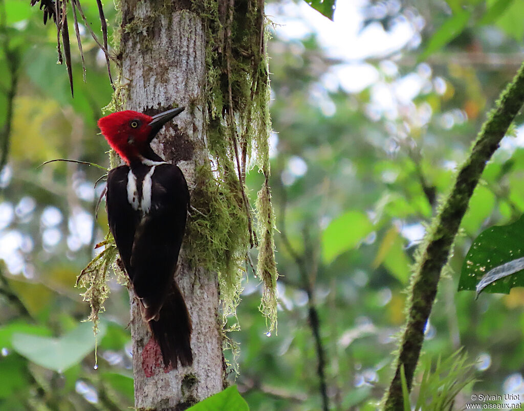 Guayaquil Woodpecker male adult