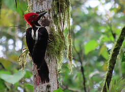 Guayaquil Woodpecker