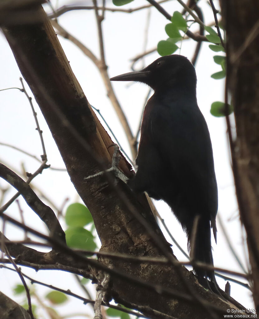 Guadeloupe Woodpeckeradult