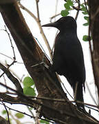 Guadeloupe Woodpecker