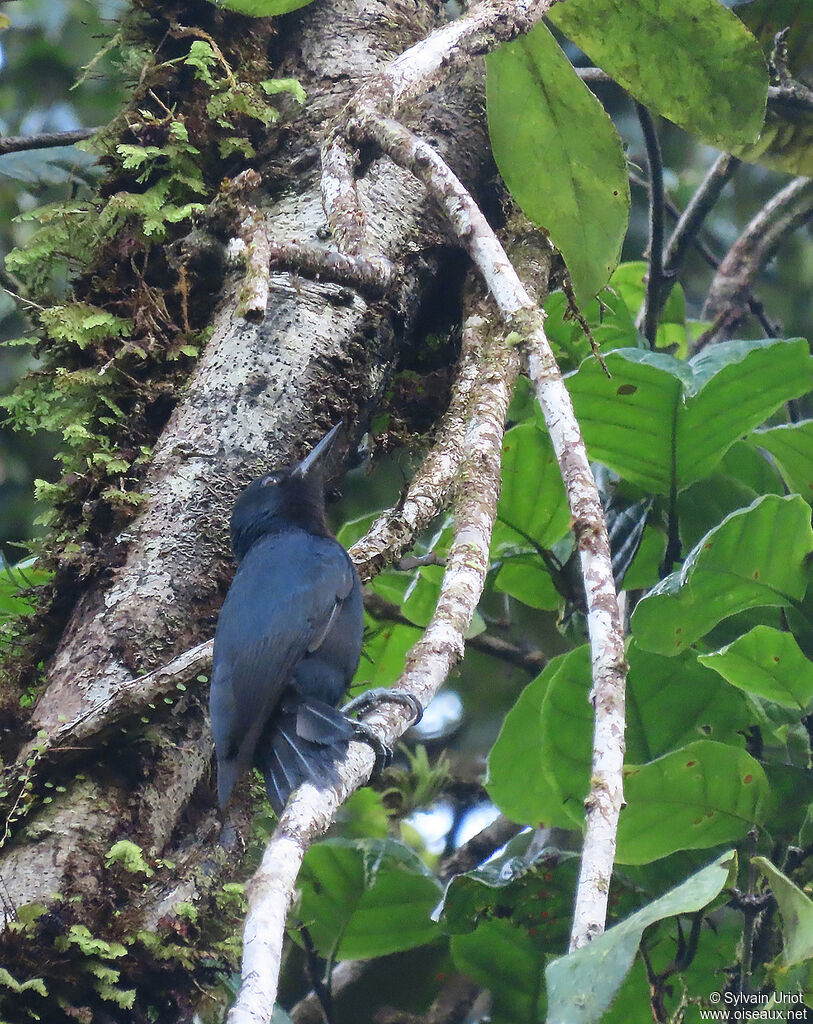 Pic de la Guadeloupeadulte