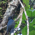 Pic de la Guadeloupe