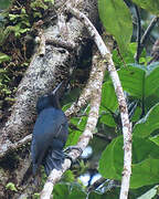Guadeloupe Woodpecker