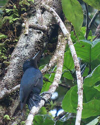 Pic de la Guadeloupe