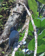 Pic de la Guadeloupe