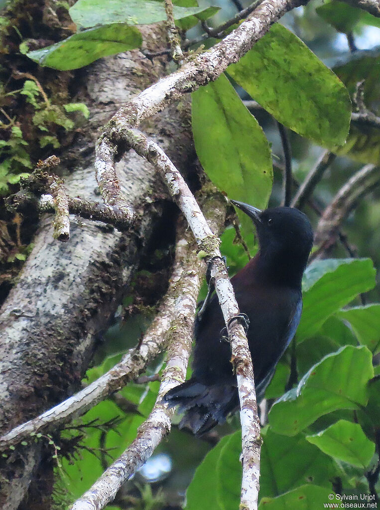 Pic de la Guadeloupeadulte