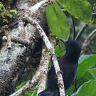 Pic de la Guadeloupe