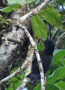 Guadeloupe Woodpecker