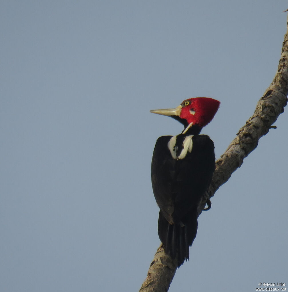 Crimson-crested Woodpecker female adult