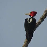 Crimson-crested Woodpecker